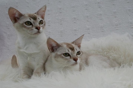 About Burmese and Asian Cats