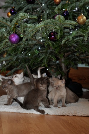 Ida’s New Kittens – Available early March 2011